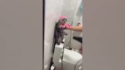 I need hairdryer too human funny animal