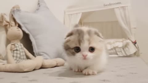 cute kitten videos short leg cat.