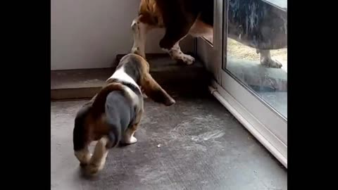 puppy learns to walk through the door 🥰😍🤩