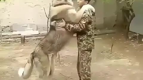 Funny animal videos|Cute animal videos |Funny dog&cat videos|Hilarious pet videos|Funny video