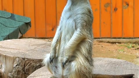 Meerkat mammal curious...!!!