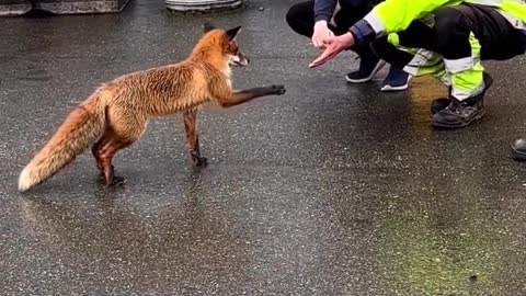 Wild fox saying hi!