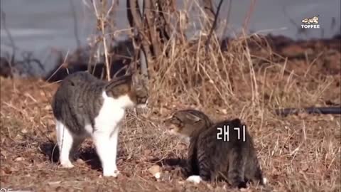 Cat fights cat to death