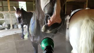 Horse does a funny dance with her lips with the hose