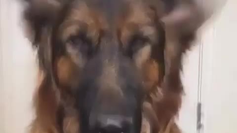 Os cachorros sao sempre fofos voce nao acha?