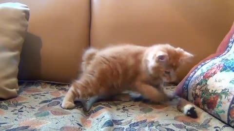 Funny cat playing with a mouse and getting irritated.