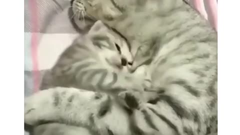 Cute cat