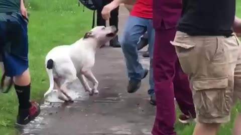Pit bull attacks beagle
