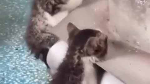 Cute and funny animals videos