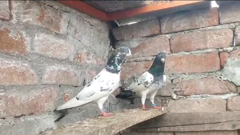 Beautiful pigeon breeder pair best flying