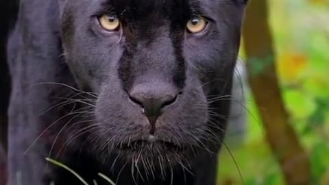 This is a close-up of the panther, and you can see the whiskers on its mouth