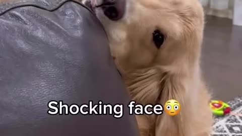 Golden Retriever's Face Off Surprising Expressions and Endearing Reactions|#goldenretriever