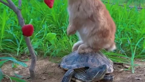 Cute rabbit eating fruits