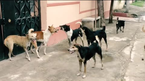 Street Dog fight 😂