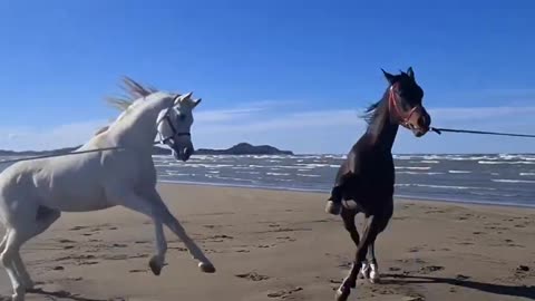 Beautiful Arabian horse in seaside