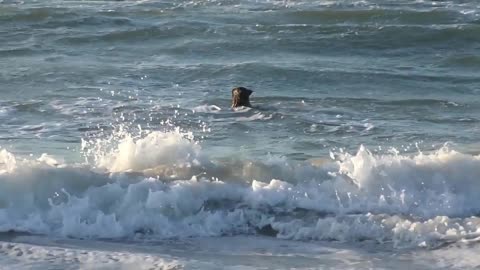 🐶"Dunking Dogs and Sea Pups:🐱 A Day of Fun on the Court and in the Waves"🐶