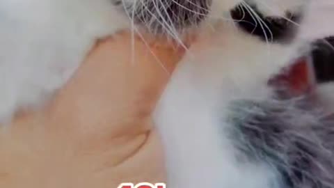 Cute cats video compilation 85