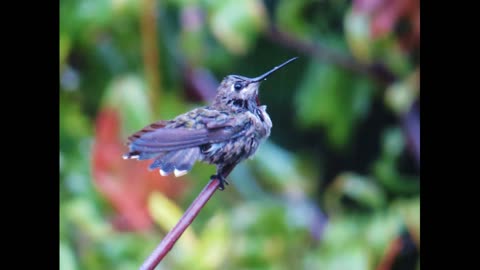 Birds in my urban backyard