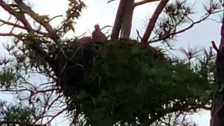 Bald Eagle chick in nest