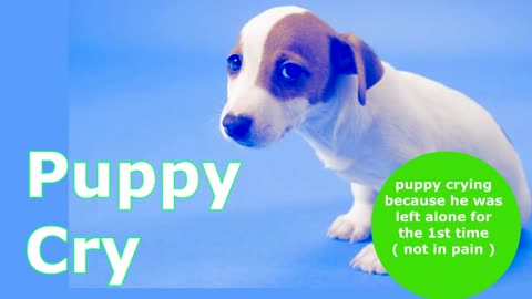 Sound of a Puppy Crying Puppy Crying Sound Effect to Inspire Your Dog