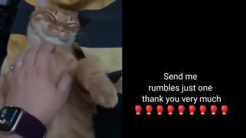 funny kitten video compilation