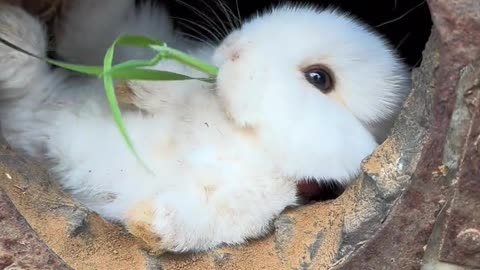 What is the little rabbit doing at home? #cutepet #Rabbit # Pastoral little cute pet