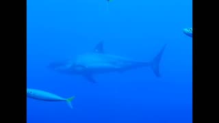 MASSIVE Great White Shark in Mexico ‼️🦈