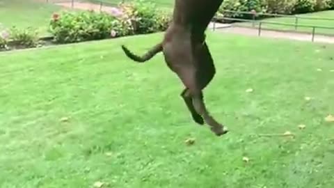 Dogs That Fly - American Pit Bull Terriers Show Their Jumping Agility