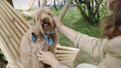 Goldendoodle Poses for the Camera on a Rustic Wooden Chair, Stealing Hearts Everywhere