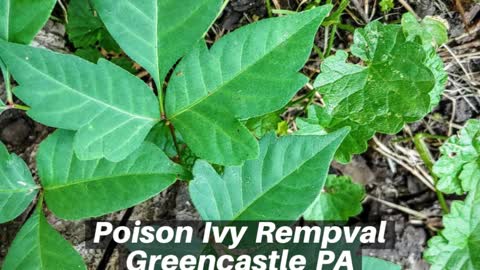 Poison Ivy Greencastle PA Landscaping Contractor