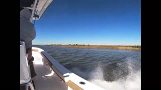 Alligator dives off shoreline charges passing boat
