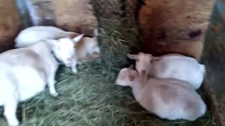 Cute Cream/Gold Goats Chilling Out/Nigerian Dwarf