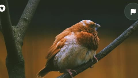 japanese bird