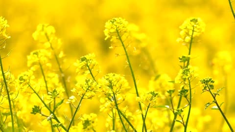 Field of yellow flowers