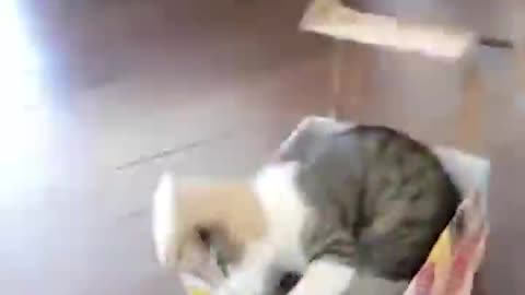 Cute cats funny video and dancing