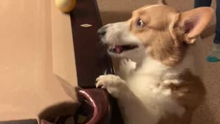 Kolby the Corgi Practicing His Billiard Skills