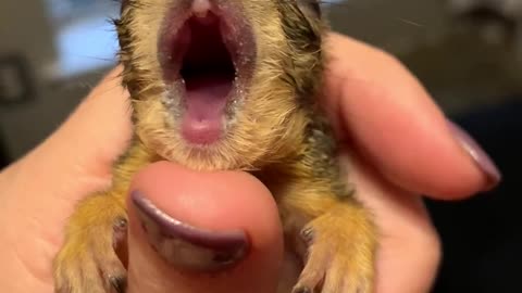 Baby Squirrel Yawn