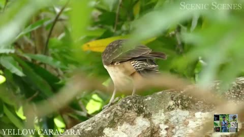 Jungle Birds - Beautiful Birds Sound in the Rainforest | Scenic Relaxation Film