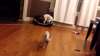 Chihuahua Gets Tricked Out Of Bed By His Puppy Brothers