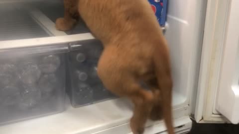 Puppy Climbs Into Fridge to Cool Off