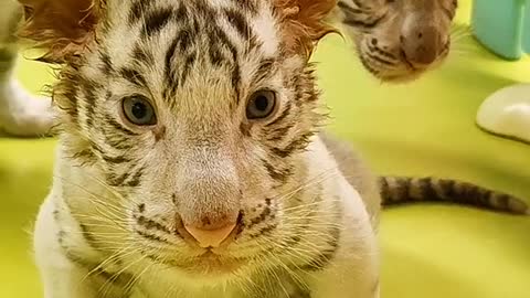 Two adorable little white tigers
