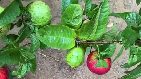 Fruitful Innovation: Uniting Apple and Guava Through Grafting