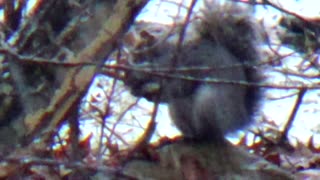 Gray Squirrel