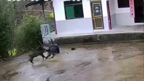 old man barely fought off a wild boar in China