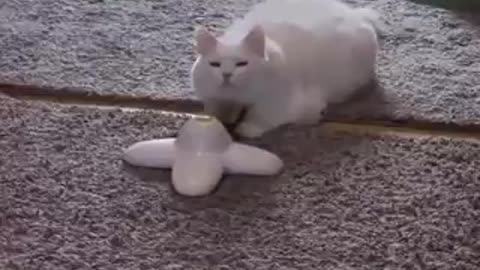 Cat getting massaged by a toy