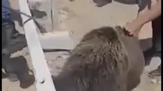Good people put themselves in danger to save a bear