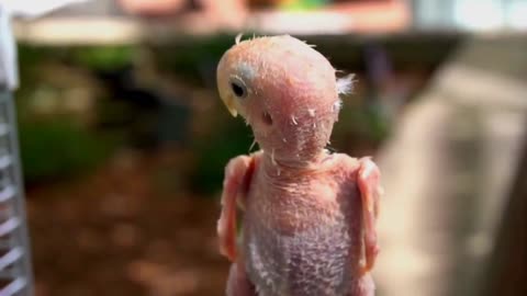 This Crazy Funny Parrot Who Walks Around Naked is So Funny!