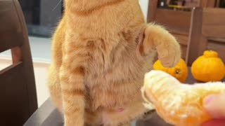 Cute cat is rejecting orange | Funny video | Funny pet |