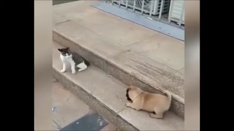 Funny cat and animal