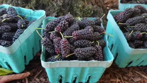 Asian Mulberry Fruit Farm and Harvest - Mulberry Juice Processing - Mulberry Cultivation